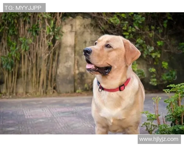 足球明星与他们的宠物们:那些场外的可爱伙伴与温馨故事 足球明星与他们的宠物们:那些场外的可爱伙伴与温馨故事